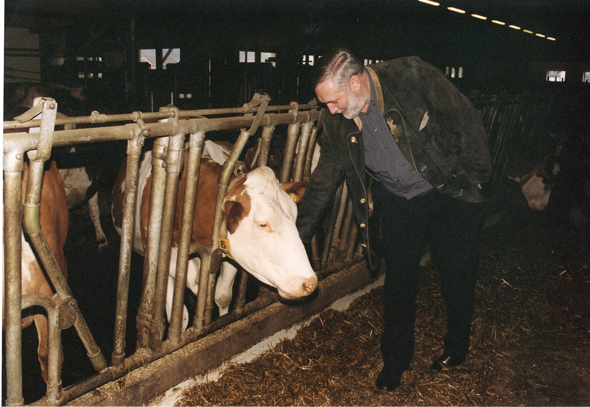 Austrian dairy barn with Simmental cattle