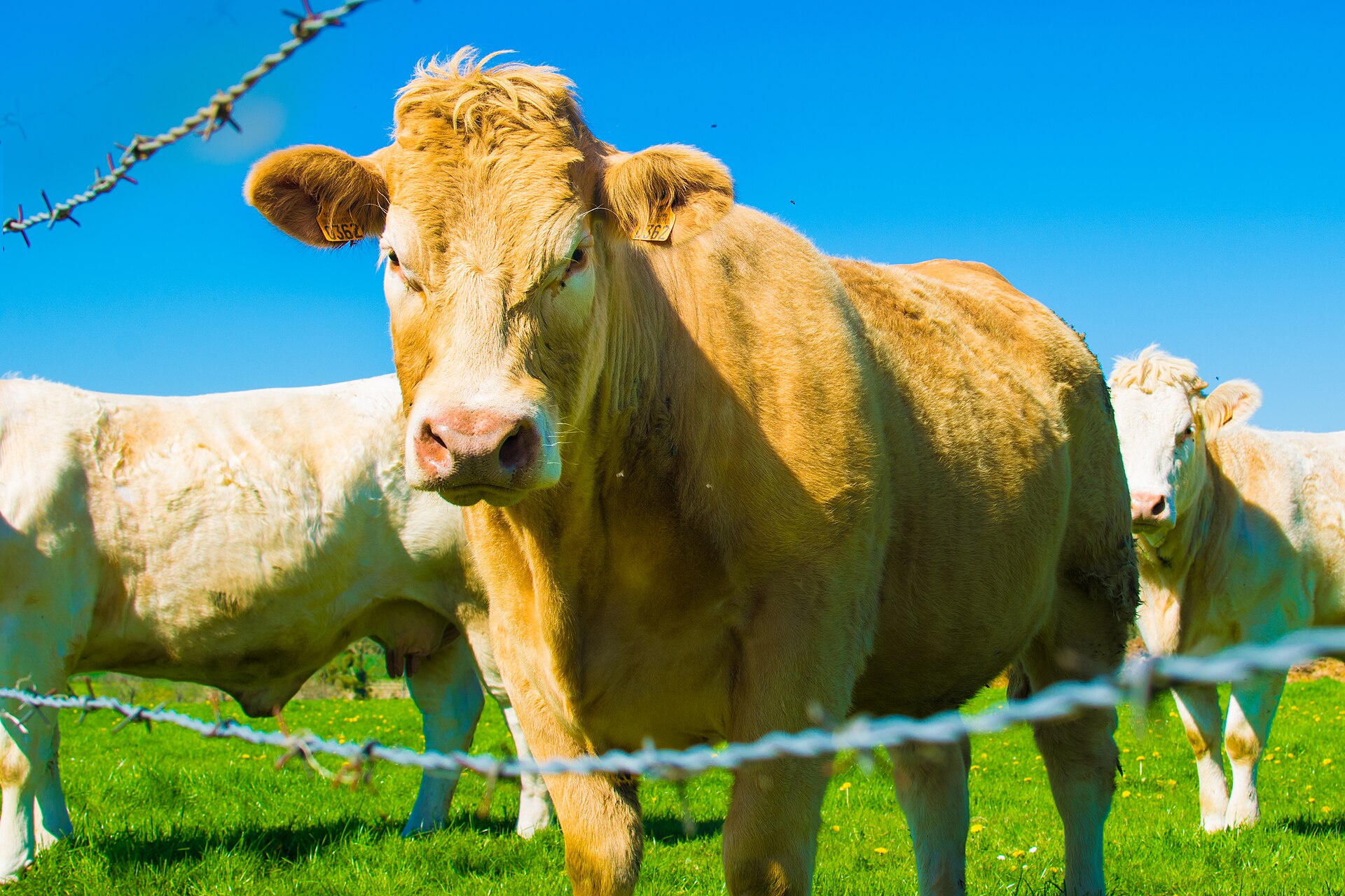 Charolais dairy cows in a Normandy pasture, France