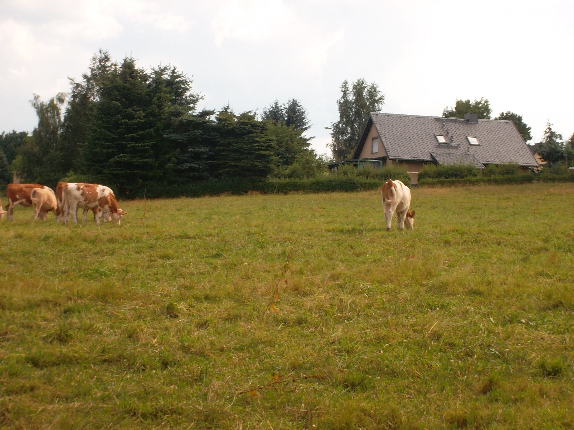 Fleckvieh cows in a German pasture