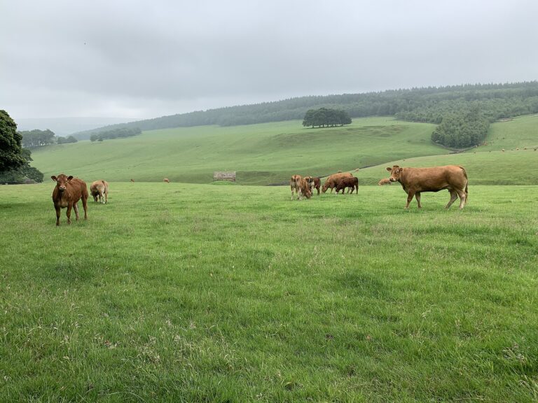 Dairy Farm Jobs in Ireland – Farm Worker, Dairy Assistant & Dairy Production Careers