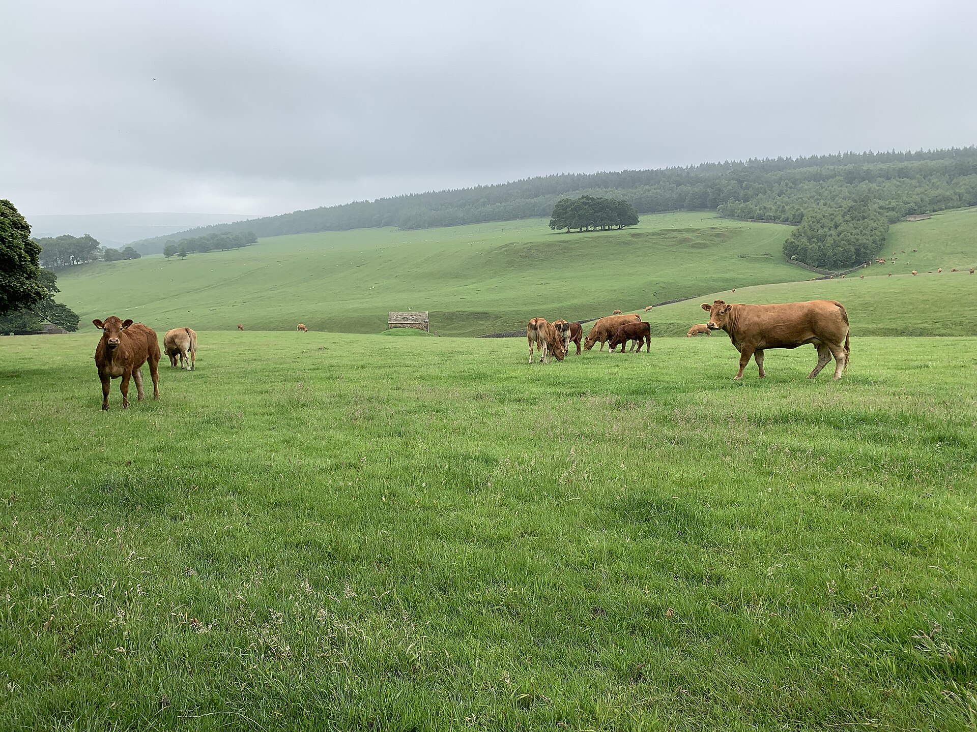 Dairy cows grazing on Irish pasture