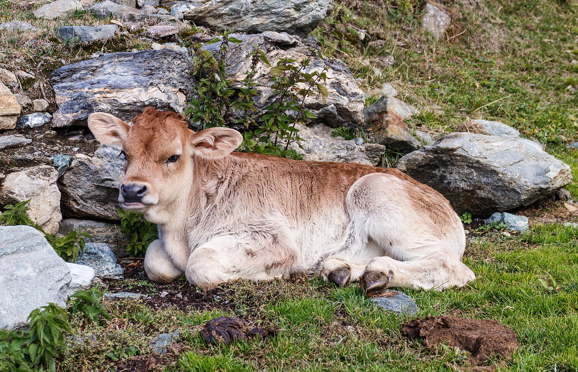 Dairy calf at a farm in the Cogne Valley, Italy