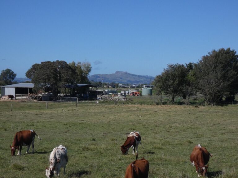 Dairy Farm Jobs in New Zealand – Farm Worker, Dairy Assistant & Dairy Production Careers