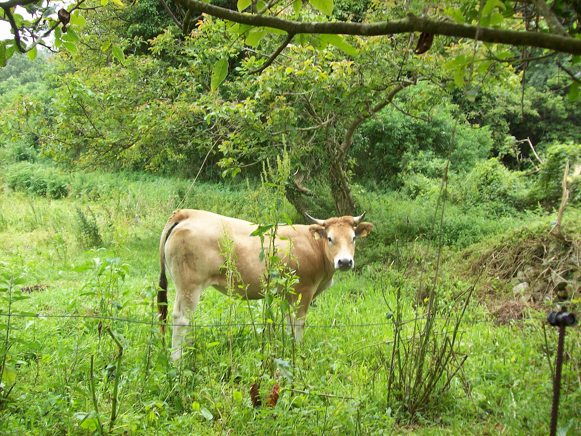 Dairy cow on an Asturias farm, Spain